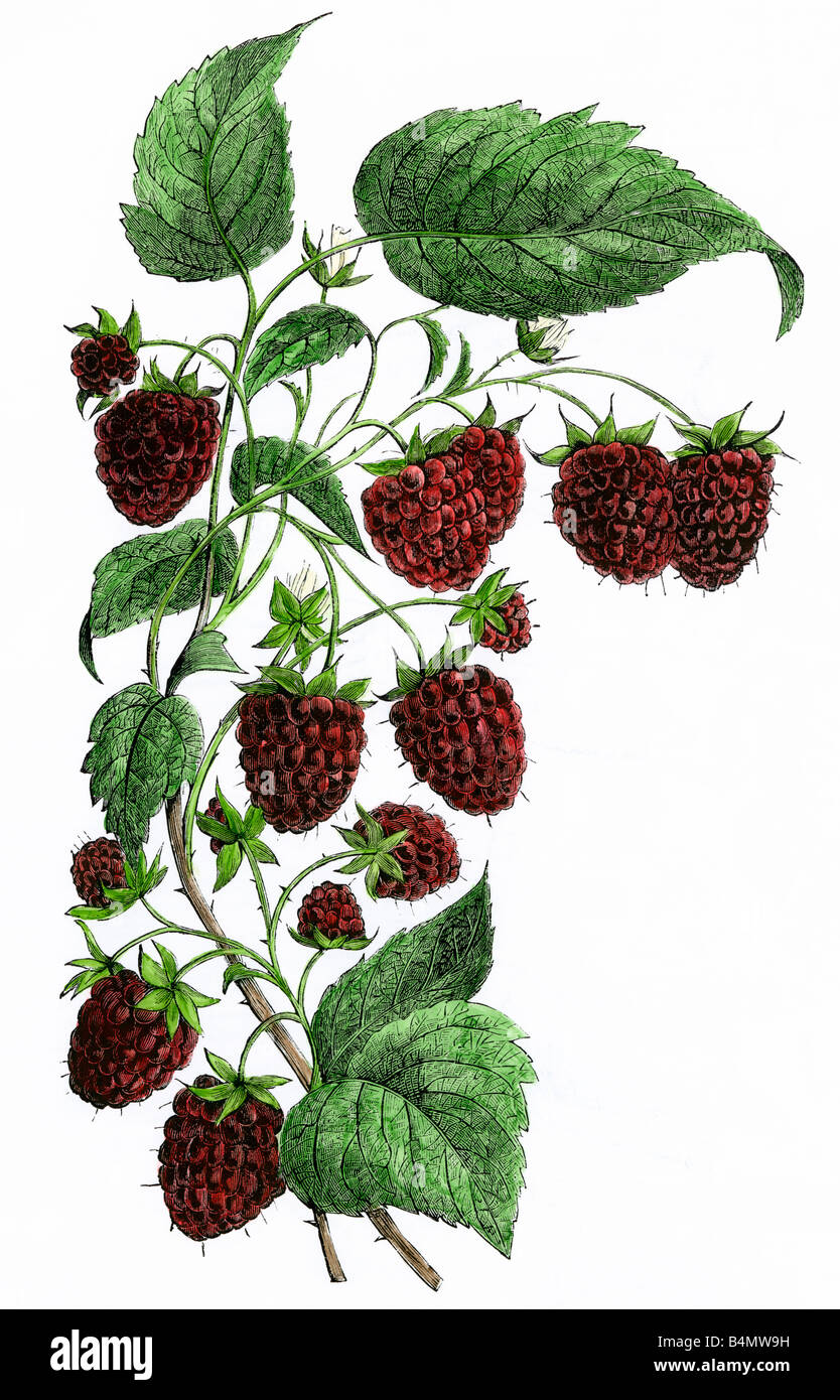 Himbeeren die Cuthbert Vielfalt 1800. Hand - farbige Holzschnitt Stockfoto