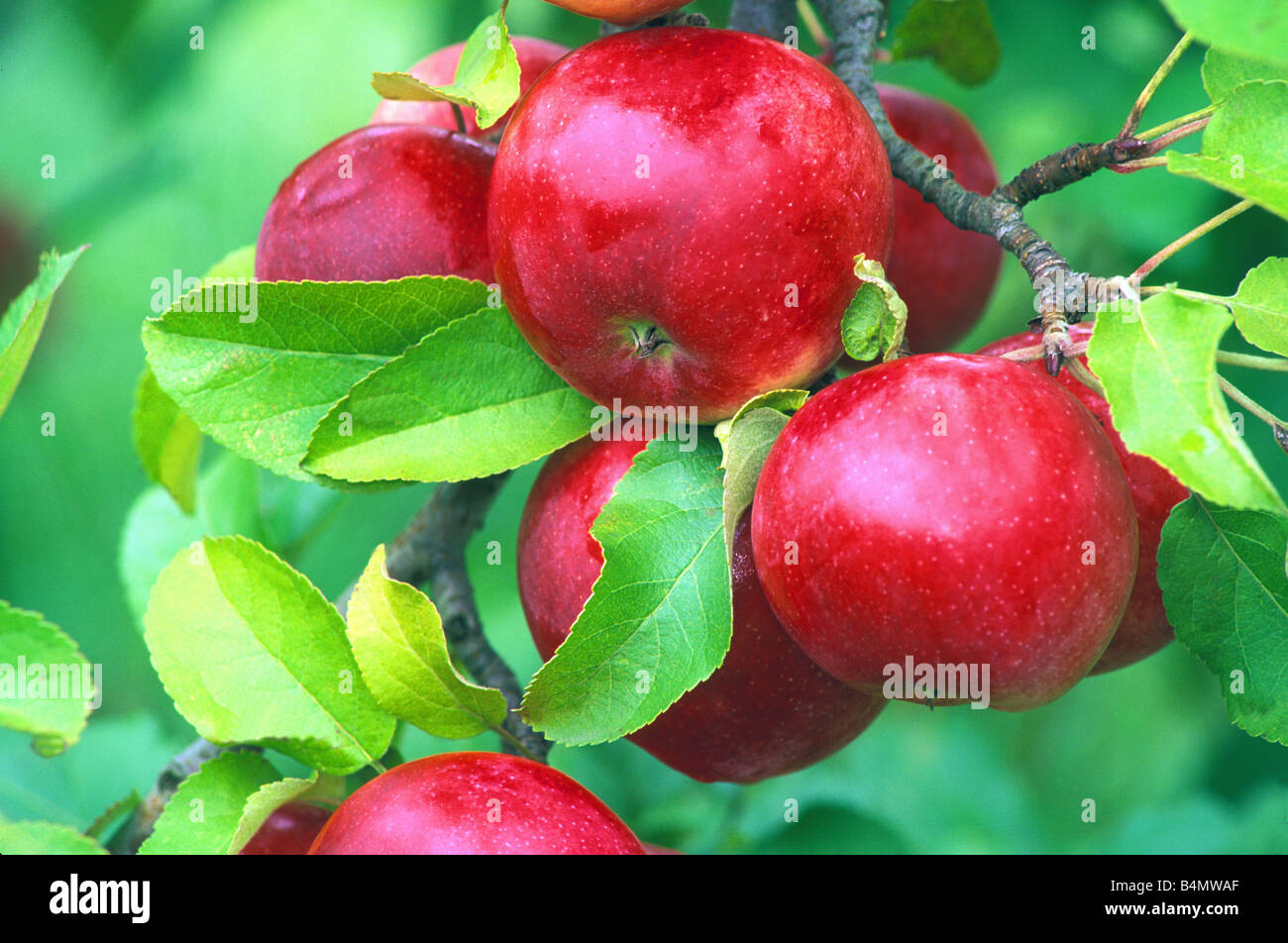 Äpfel am Baum Stockfoto