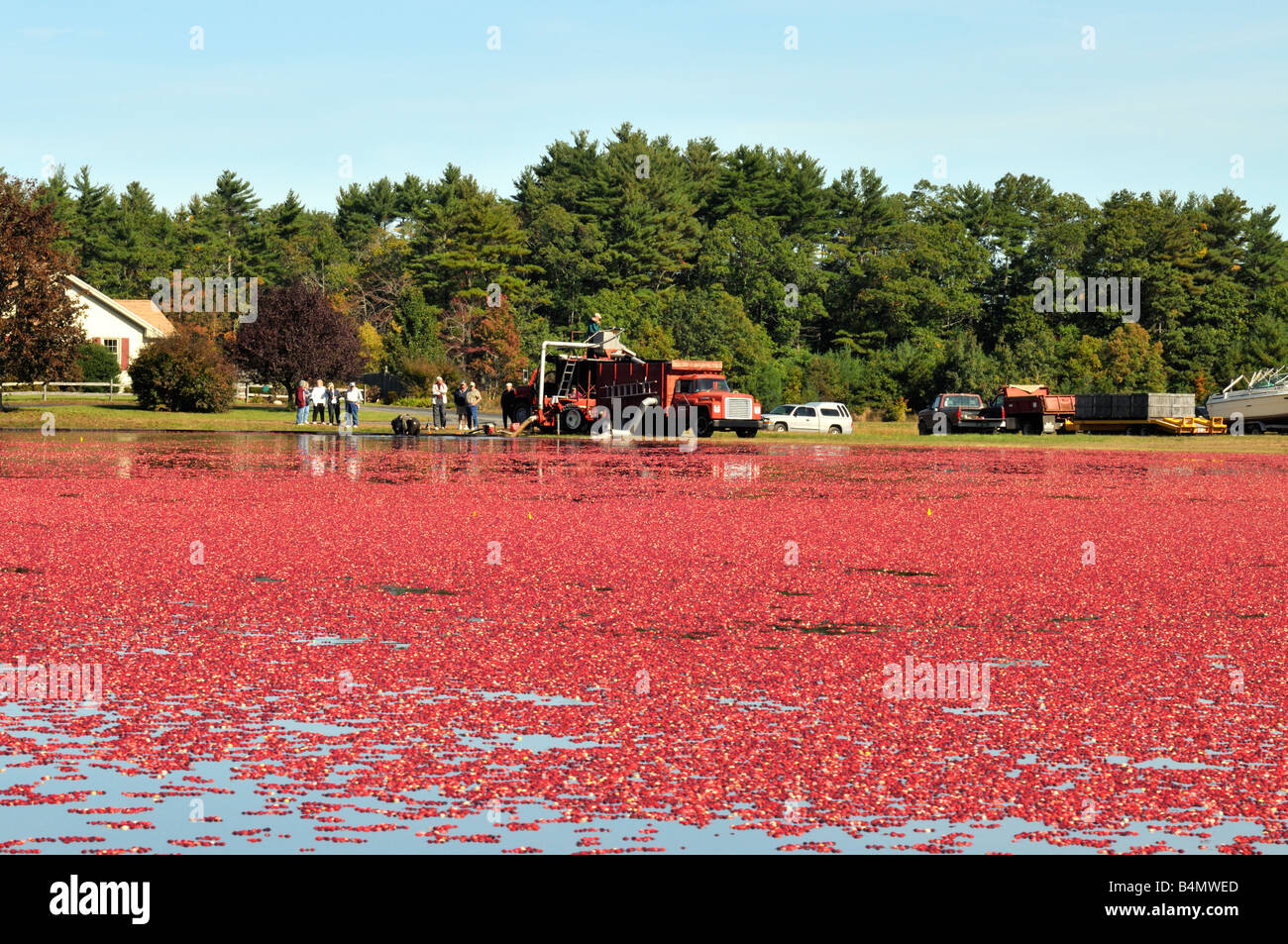 Nasse Ernte reif rot Cranberries aus Moor in Plymouth County, USA Stockfoto
