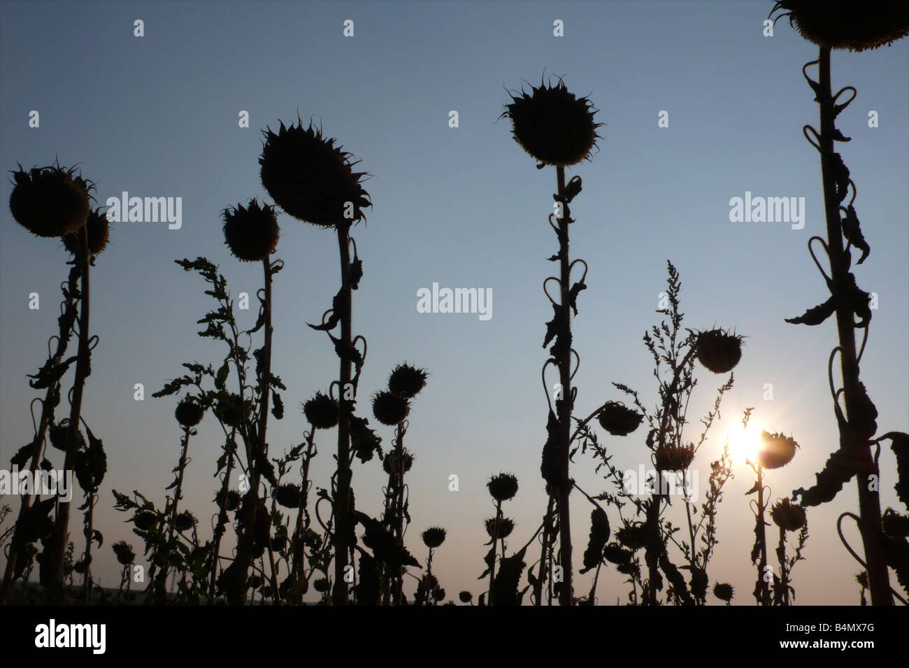 globale Erwärmung führt fehlgeschlagene Sonnenblumen Energiepflanzenproduktion in Südbulgarien Stockfoto