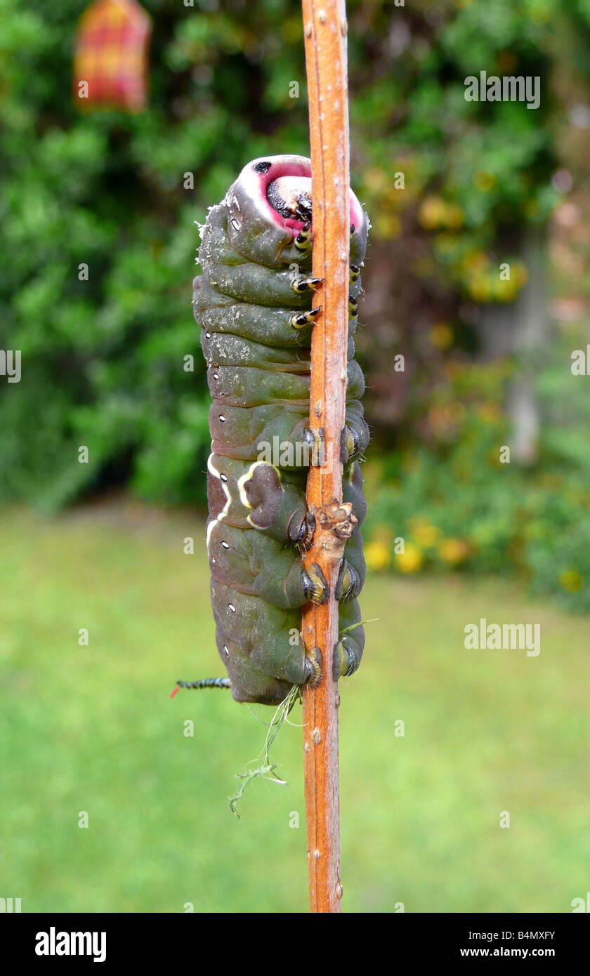 Puss Moth Raupe nach oben klettern Stockfoto Puss Moth Raupe nach oben klettern Stockfoto