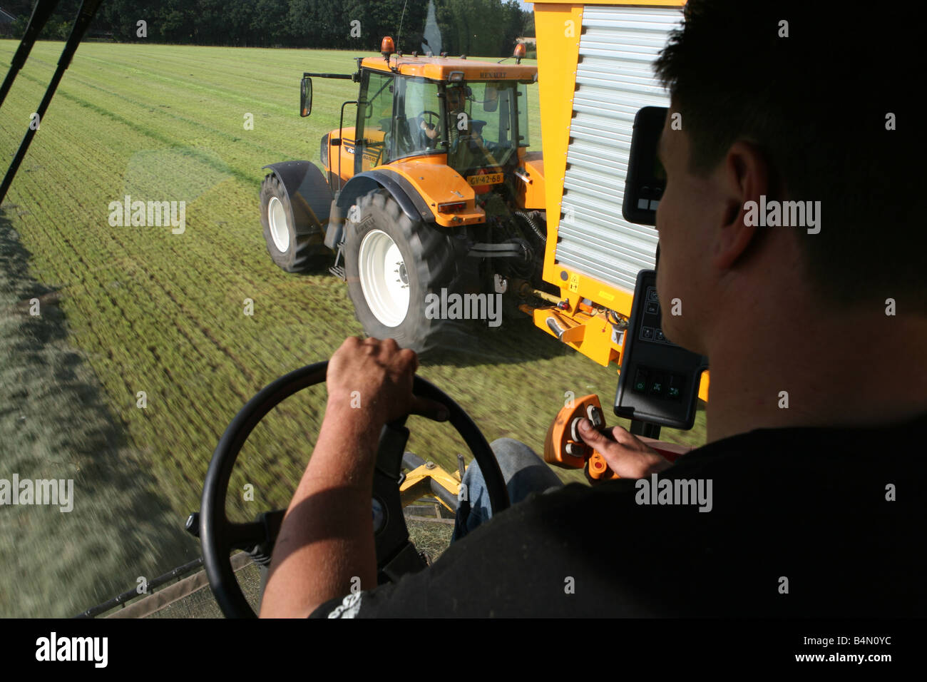 Rasen in den Niederlanden die Ernte für tierische Nahrung im Winter dient es Stockfoto