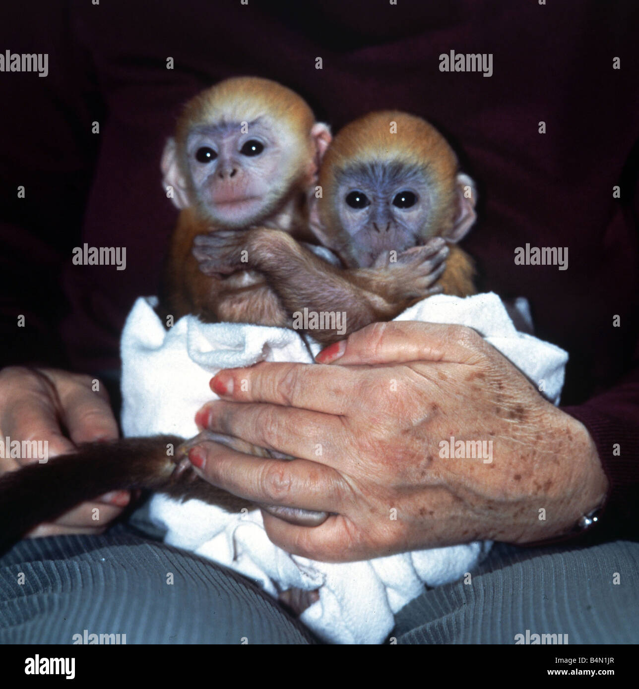 Drei Wochen alten Baby Languren-Affen Peter und Pop die Hand aufgezogen in Twycross Zoo Februar 1984 Stockfoto