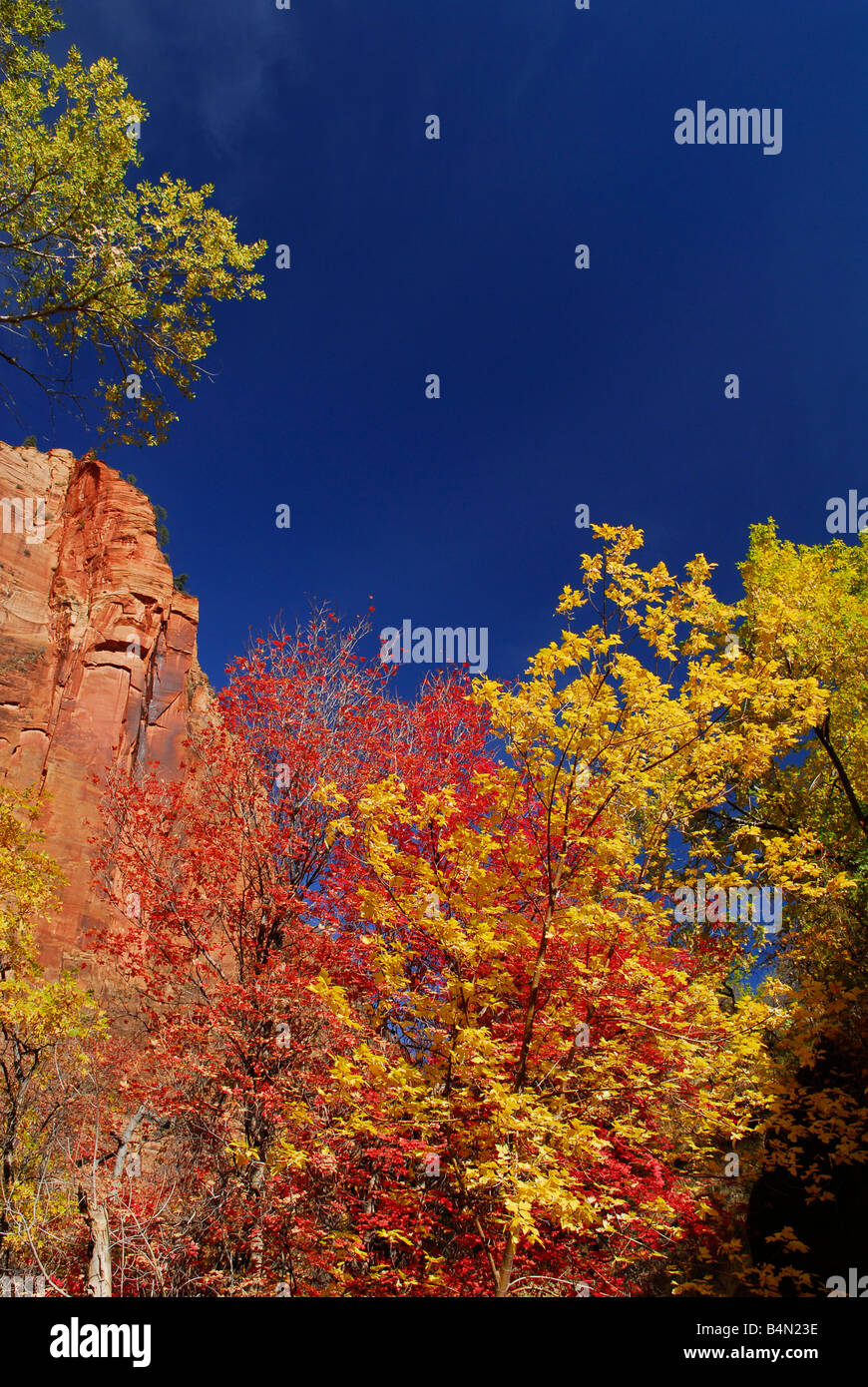 Buntes Herbstlaub im Zion Nationalpark, Utah Stockfoto