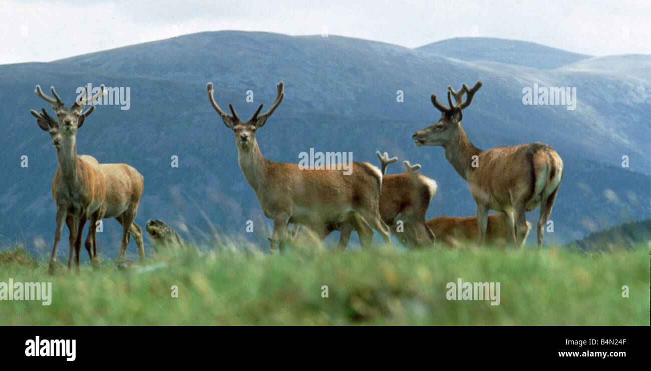 Red Deer hoch auf einem schottischen Berg August 1993 Stockfoto