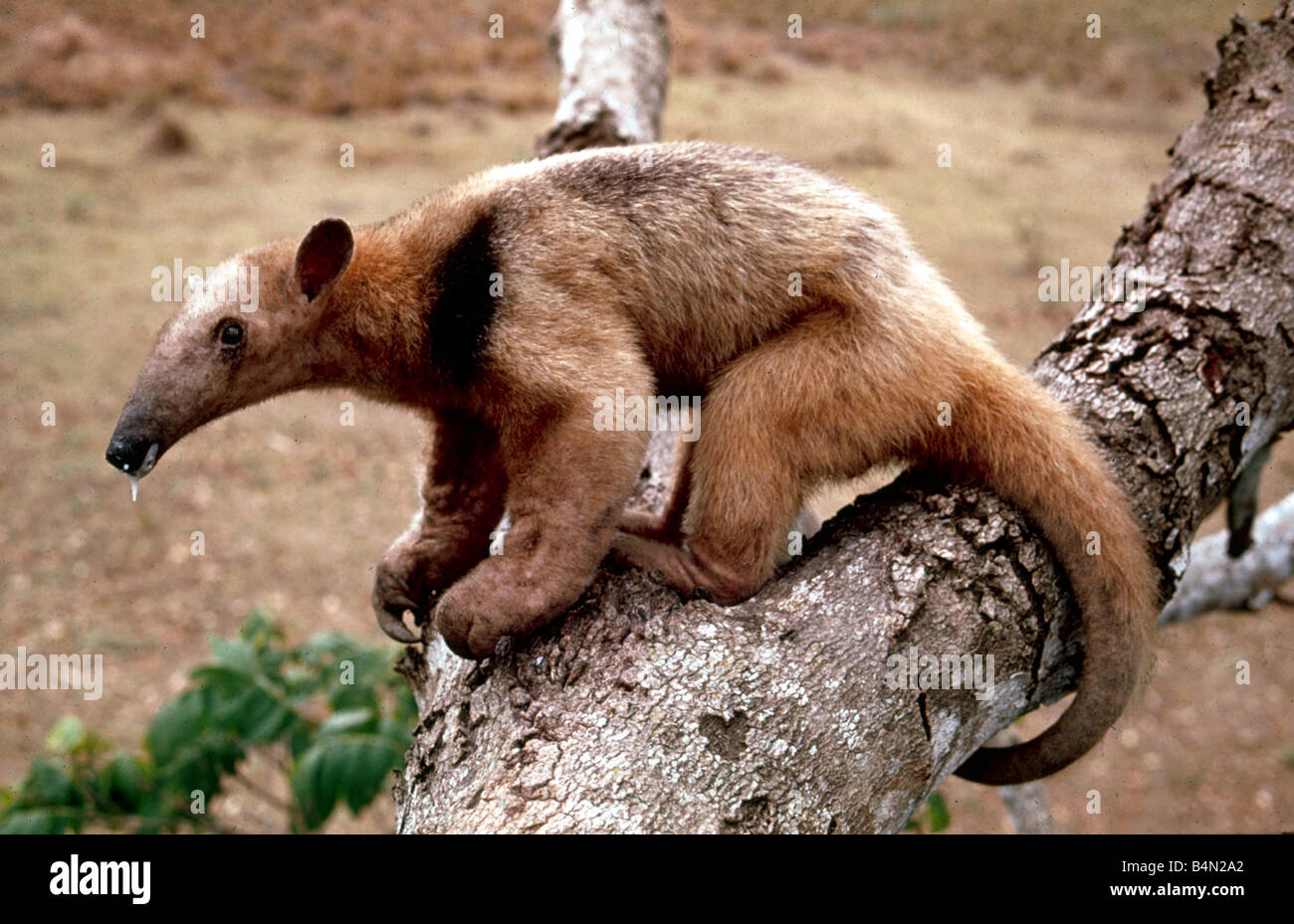 Ein Kragen Ameisenbär des Amazonas-Regenwaldes Januar 1990 Stockfoto