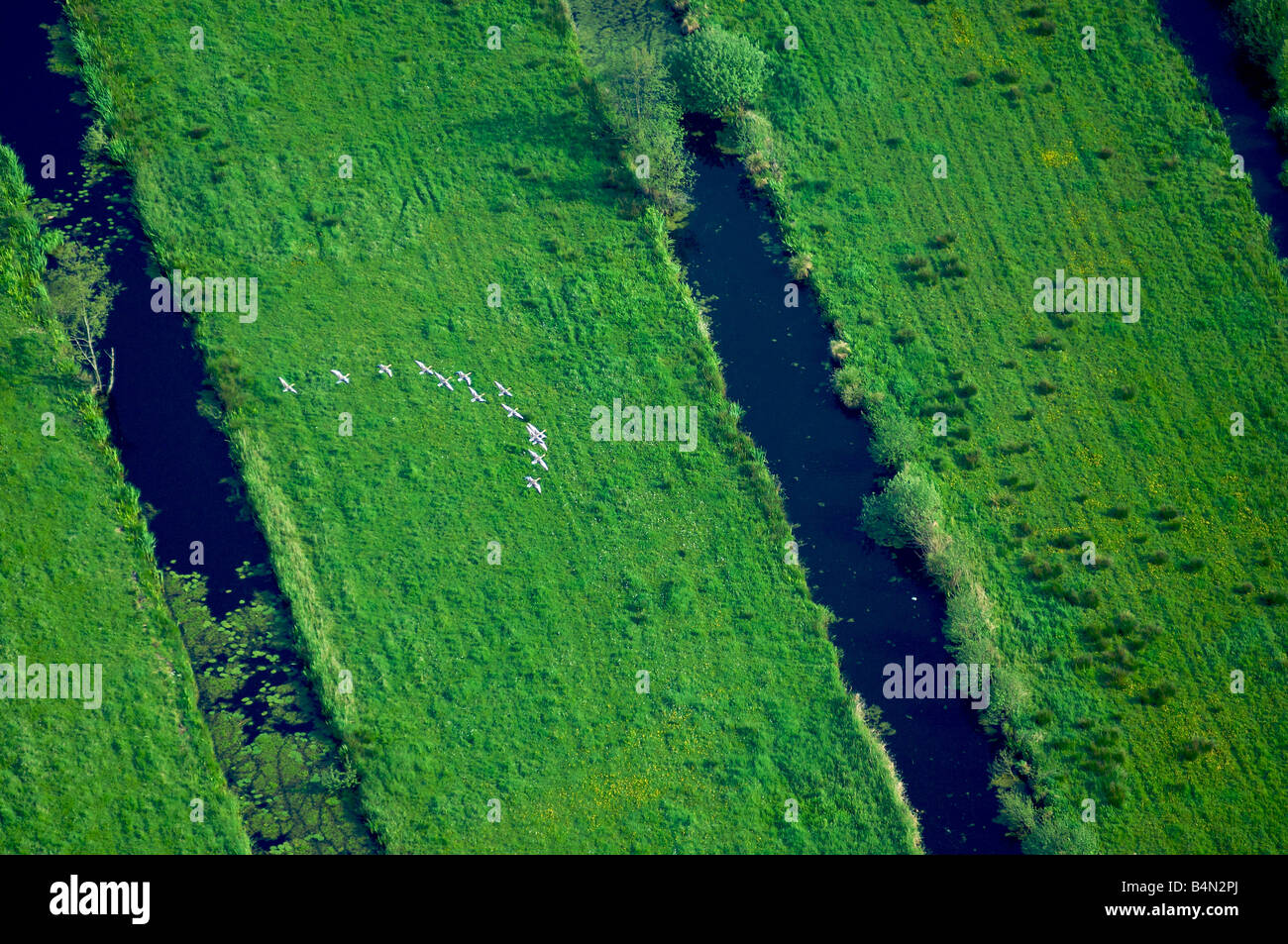 Holland-Luftbild des Groene Hart Stockfoto