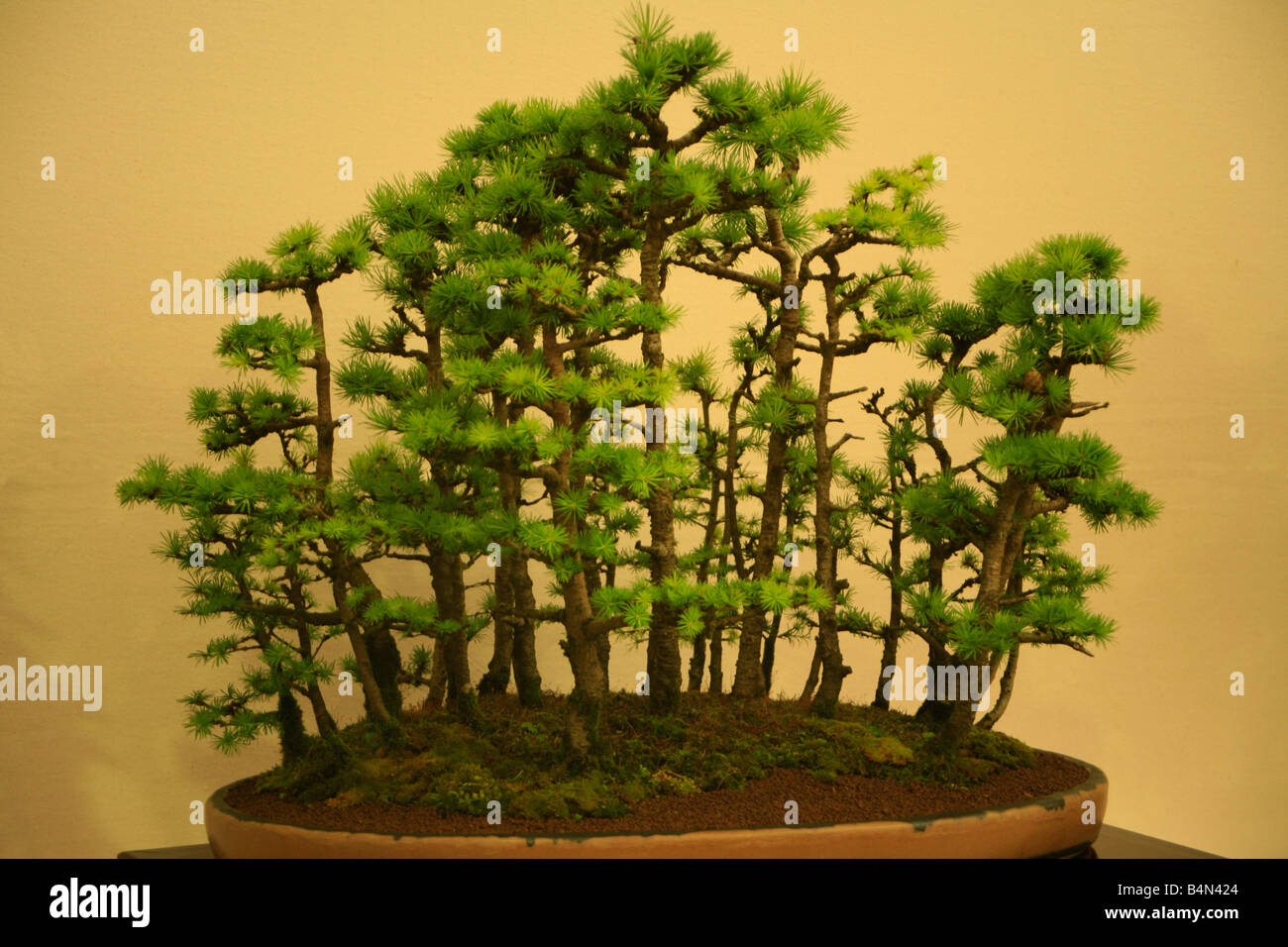 Bonsai waldbume bonsai garten -Fotos und -Bildmaterial in hoher Auflsung   Alamy