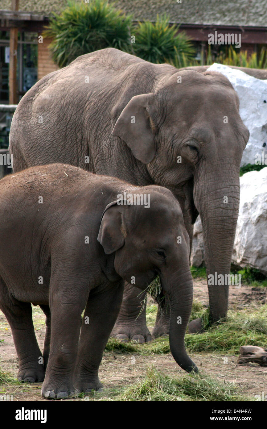 Asiatische, asiatischer, indischer Elefant (Elephas Maximus) [Chester Zoo, Chester, Cheshire, England, Großbritannien, Vereinigtes Königreich].    . Stockfoto