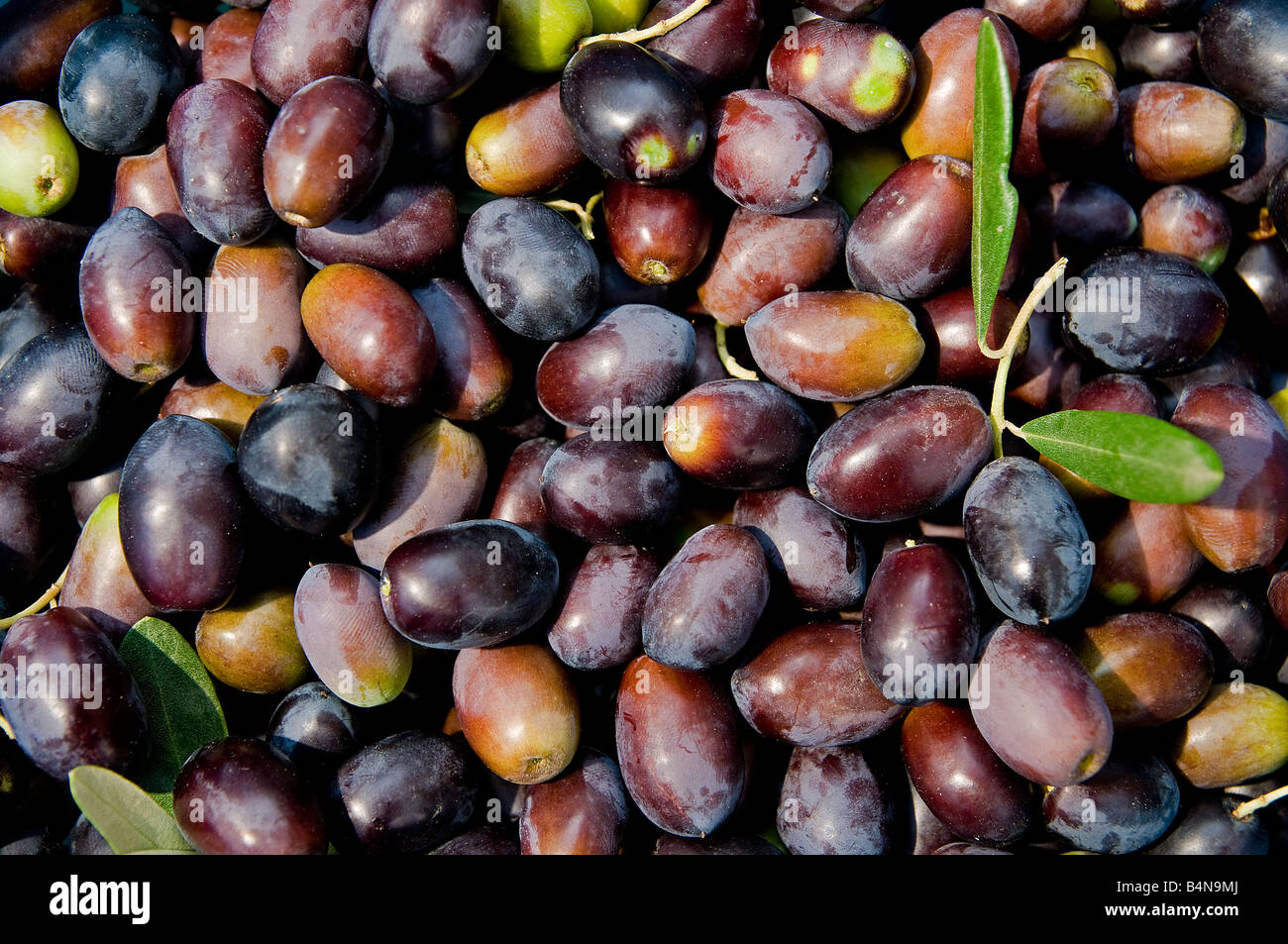 Frische und Reife schwarze Oliven während der Erntezeit in Umbrien Italien Stockfoto