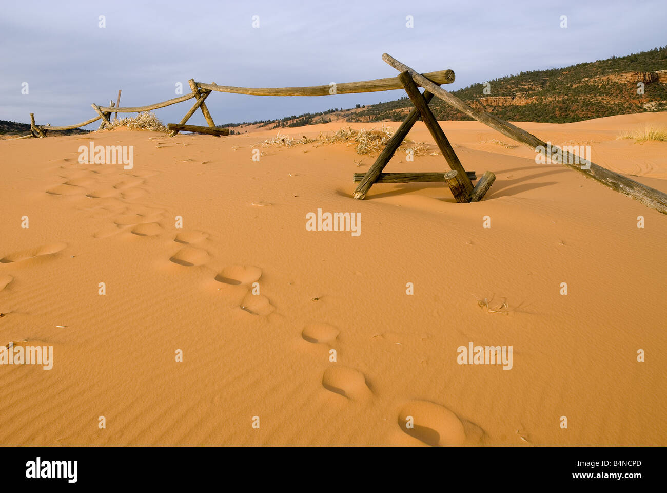 Coral Pink Sand Dunes State Park, Utah Stockfoto