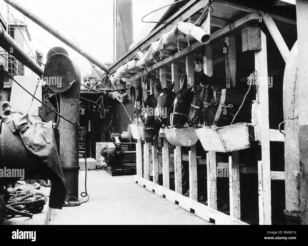 Britische Kavallerie Pferde an Bord ein Transport Schiff 1915 Segeln nach Frankreich im ersten Weltkrieg Stockfoto