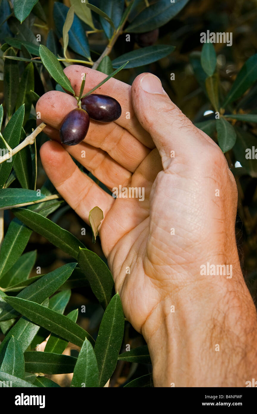 Hände, die frische und Reife schwarze Oliven pflücken, während der Erntezeit in Umbrien Italien Stockfoto