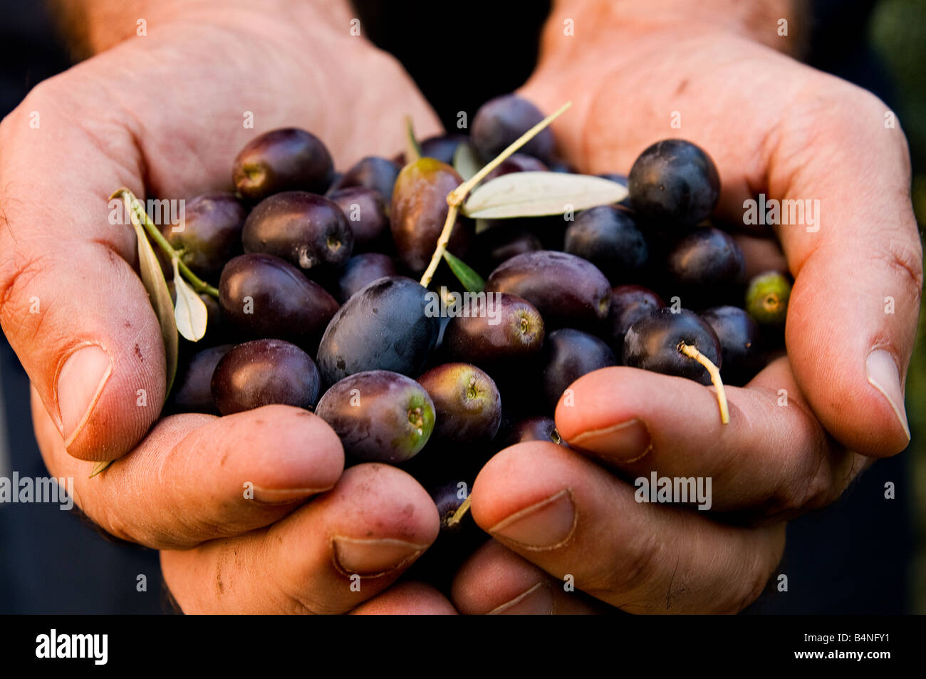 Hände voll frische und Reife schwarze Oliven während der Erntezeit in Umbrien Italien Stockfoto