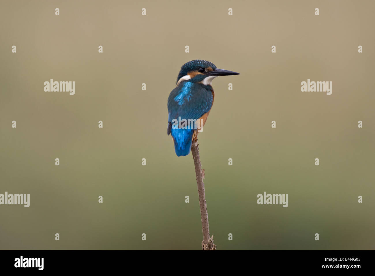 Eisvogel (Alcedo Atthis) auf Barsch, Norfolk, England, UK, September Stockfoto