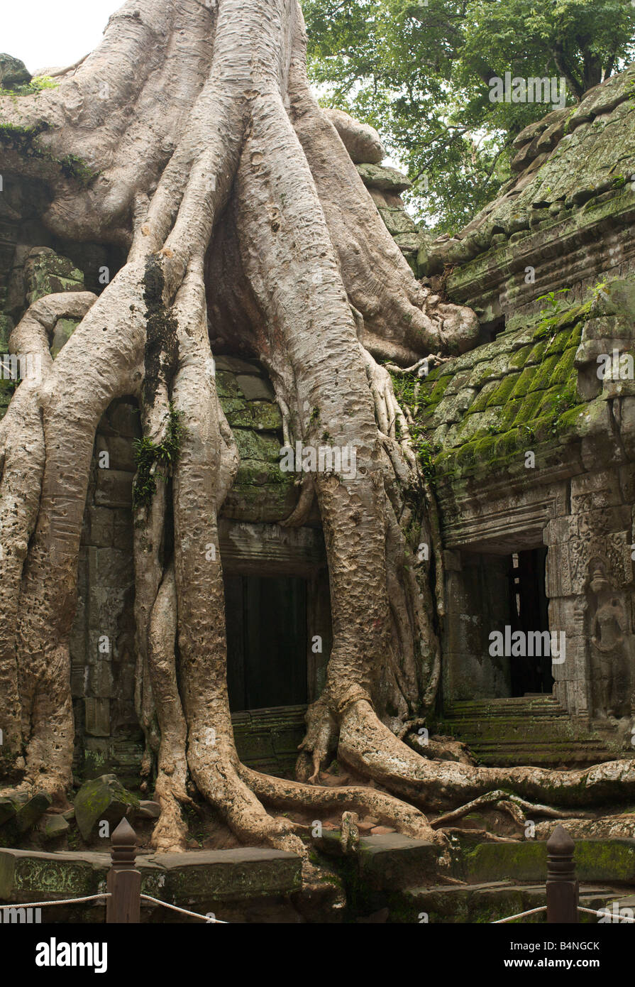 Kapok-Baum in den Ruinen von Ta Phrom Tempel, in der Nähe von Siem Reap, Kambodscha Stockfoto