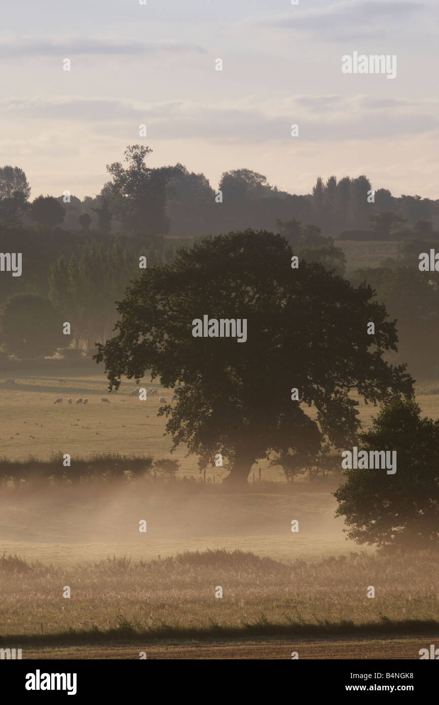 Der Morgennebel umarmt die umliegende Farmland im Grünen am Stadtrand von Norwich Norfolk Stockfoto