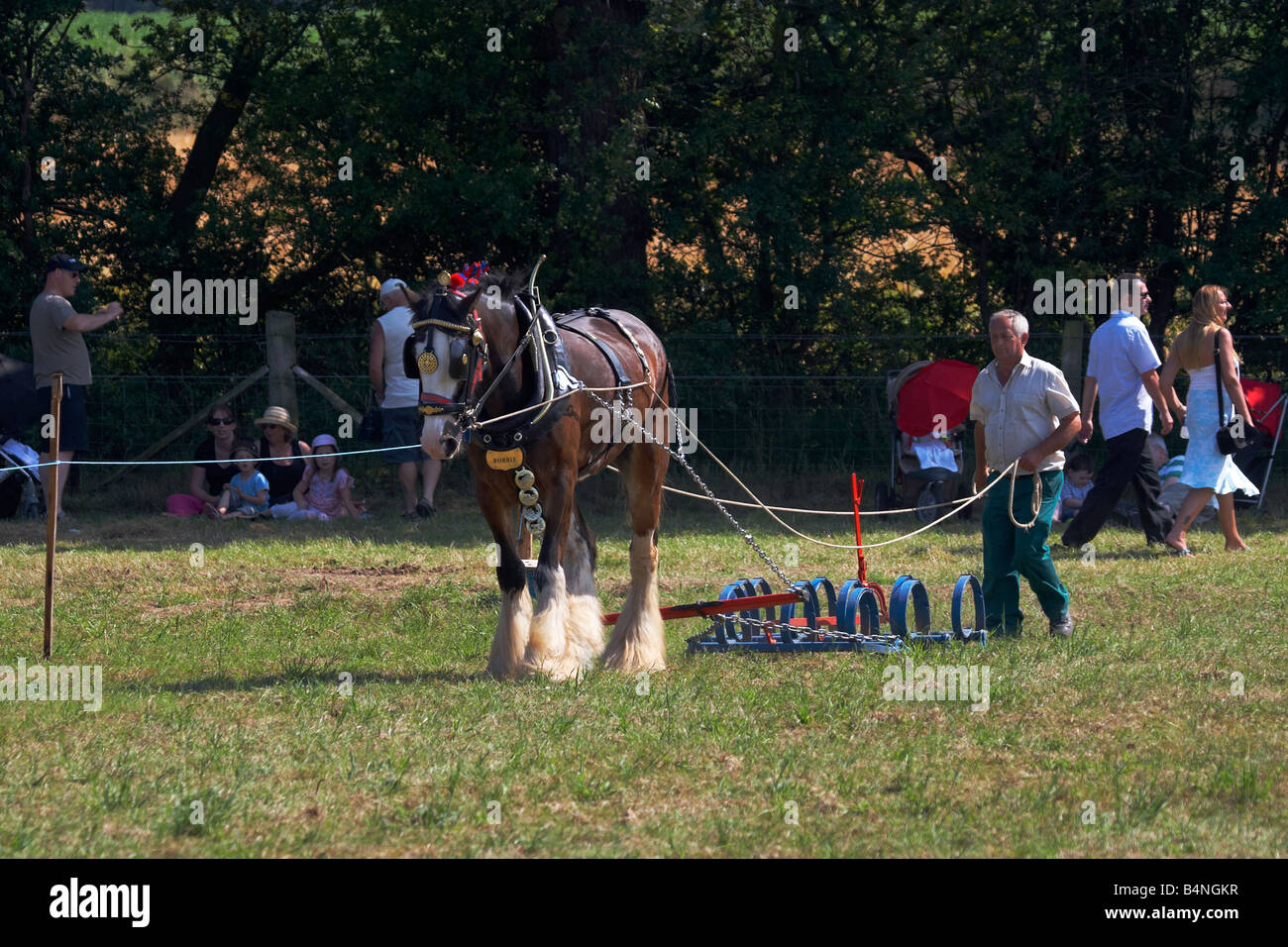 Schweren Pferd landwirtschaftliche Bearbeitung des Bodens bei der Worstead Festival-Sommer-show Stockfoto
