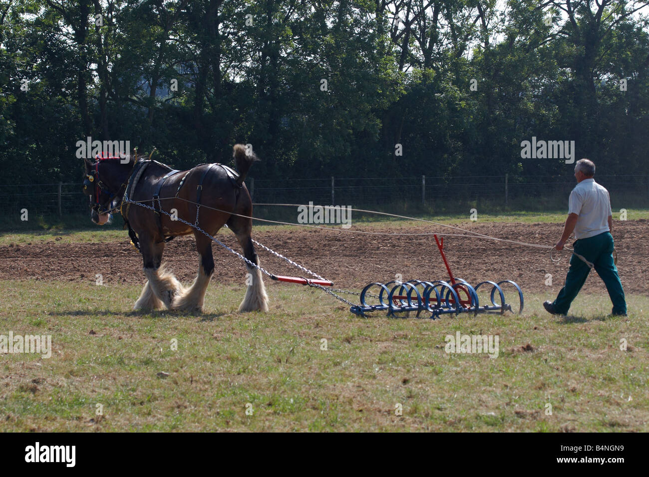 Schweren Pferd Bearbeitung des Bodens in der Norfolk-Landschaft Stockfoto