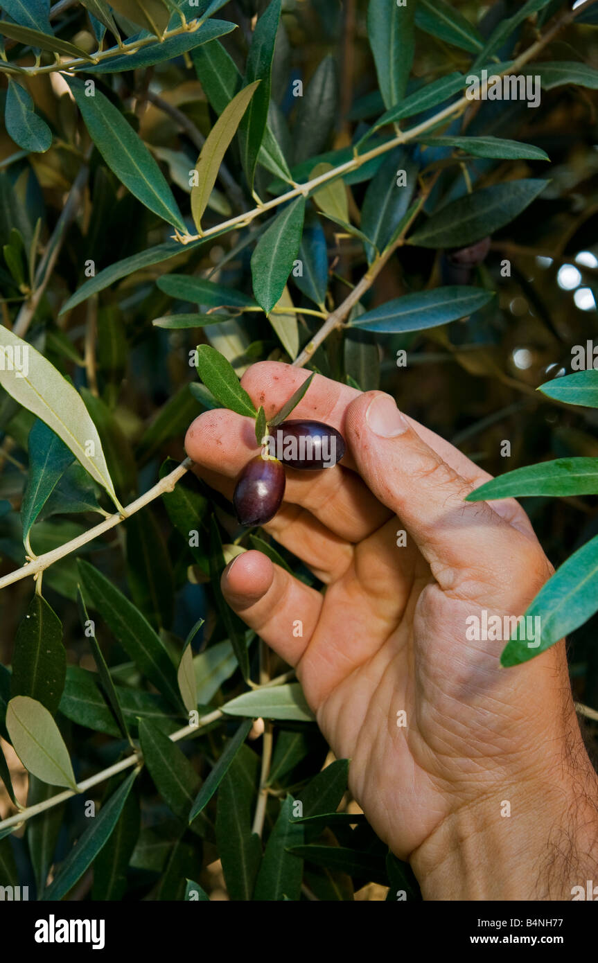 Hände, die frische und Reife schwarze Oliven pflücken, während der Erntezeit in Umbrien Italien Stockfoto