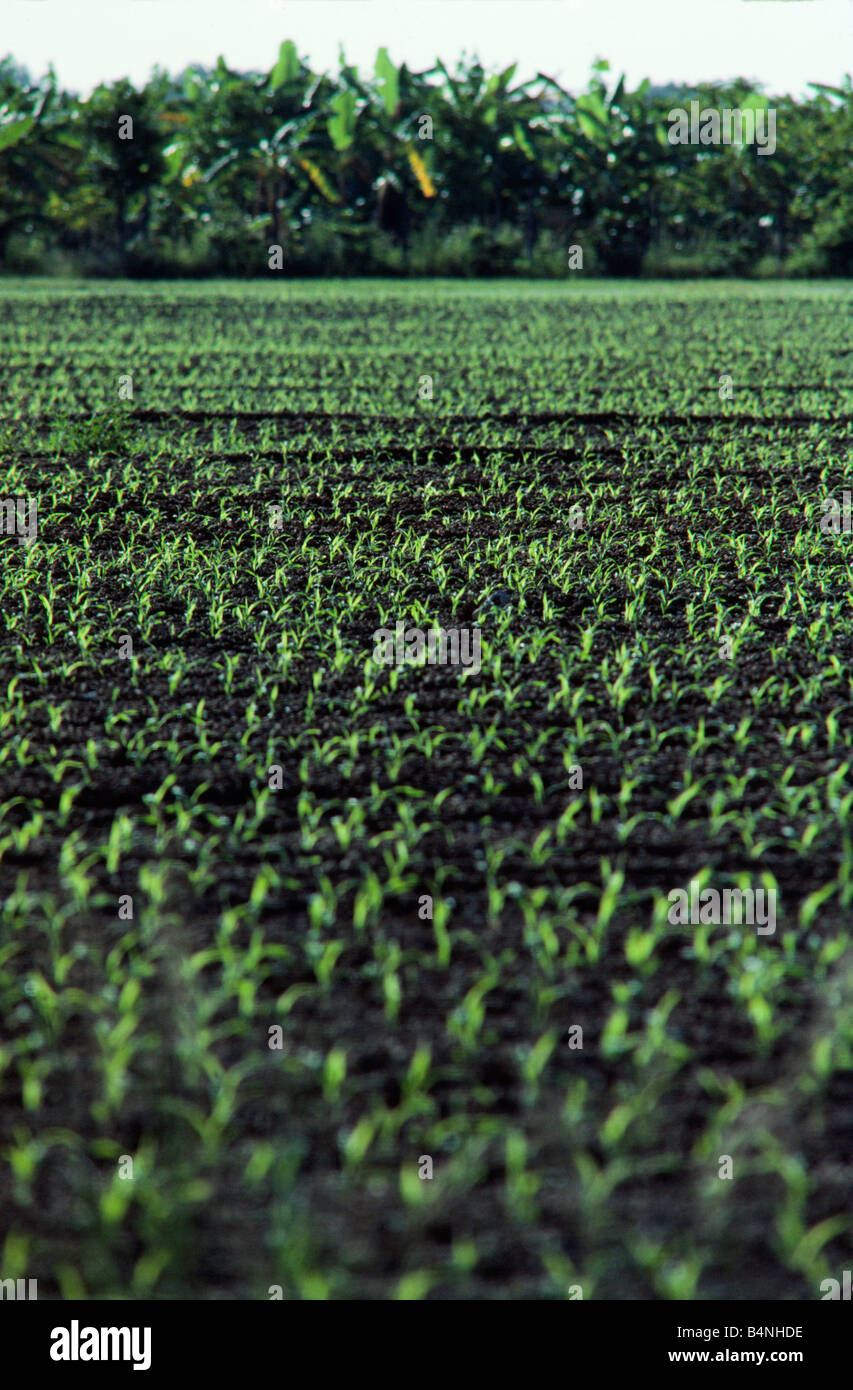 Nutzpflanzen in Feld, Florida Stockfoto