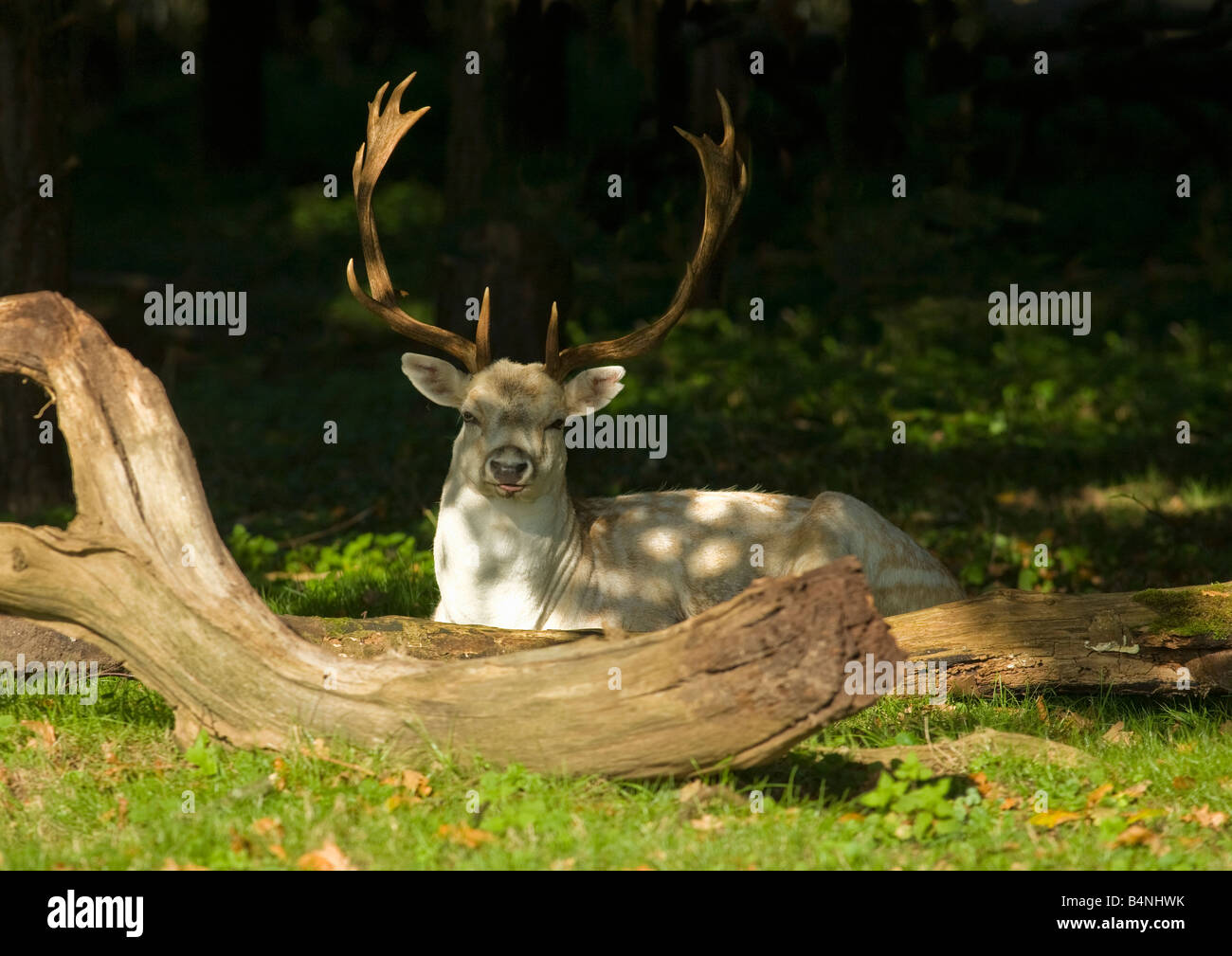 Damwild Buck ruht in Sonne im Wald Shropshire England UK United Kingdom GB Großbritannien britischen Inseln Europa EU Stockfoto