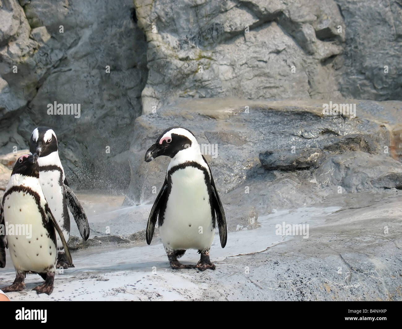 ein Trio von niedlichen südafrikanischen Pinguine Stockfoto