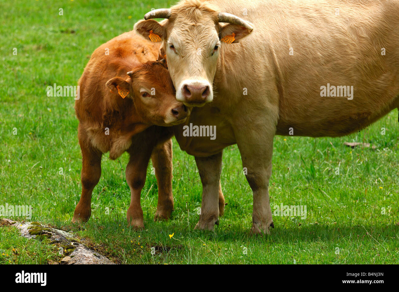 Aubrac-Mutterkuh mit Kalb, Aubrac-Rasse Stockfoto
