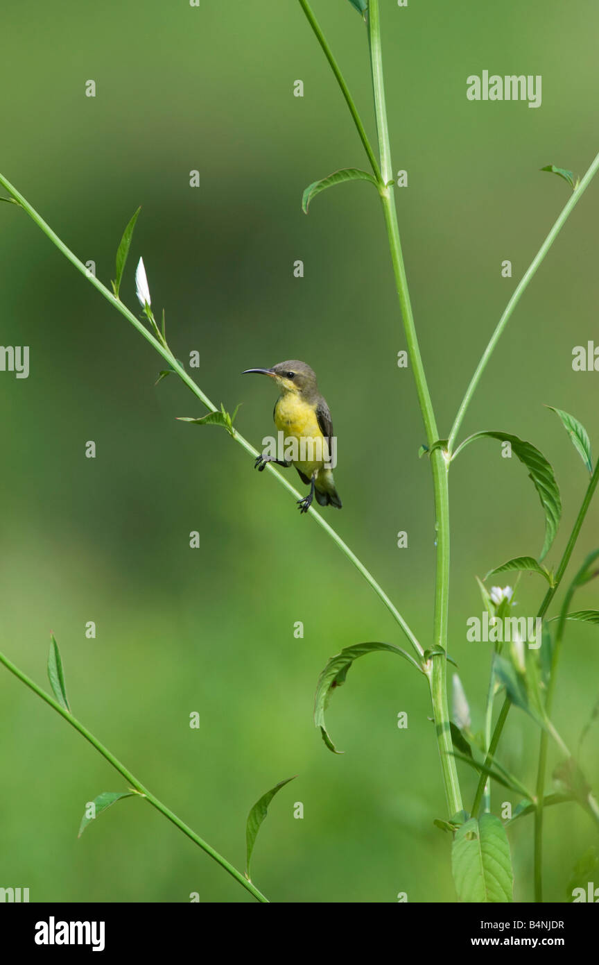 Cinnyris Graphik. Olive unterstützt Sunbird in der indischen Landschaft. Andhra Pradesh, Indien Stockfoto