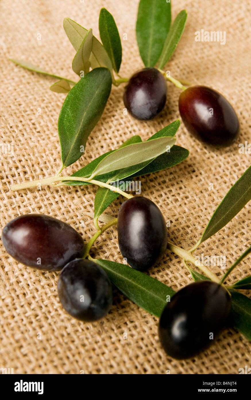 Schwarze Oliven Obst mit Blättern über eine Jute-Tasche-Textur Stockfoto