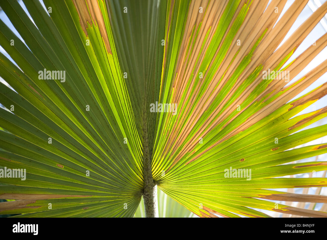 Wisley Fan Bismarckia Nobilis Palme Stockfoto