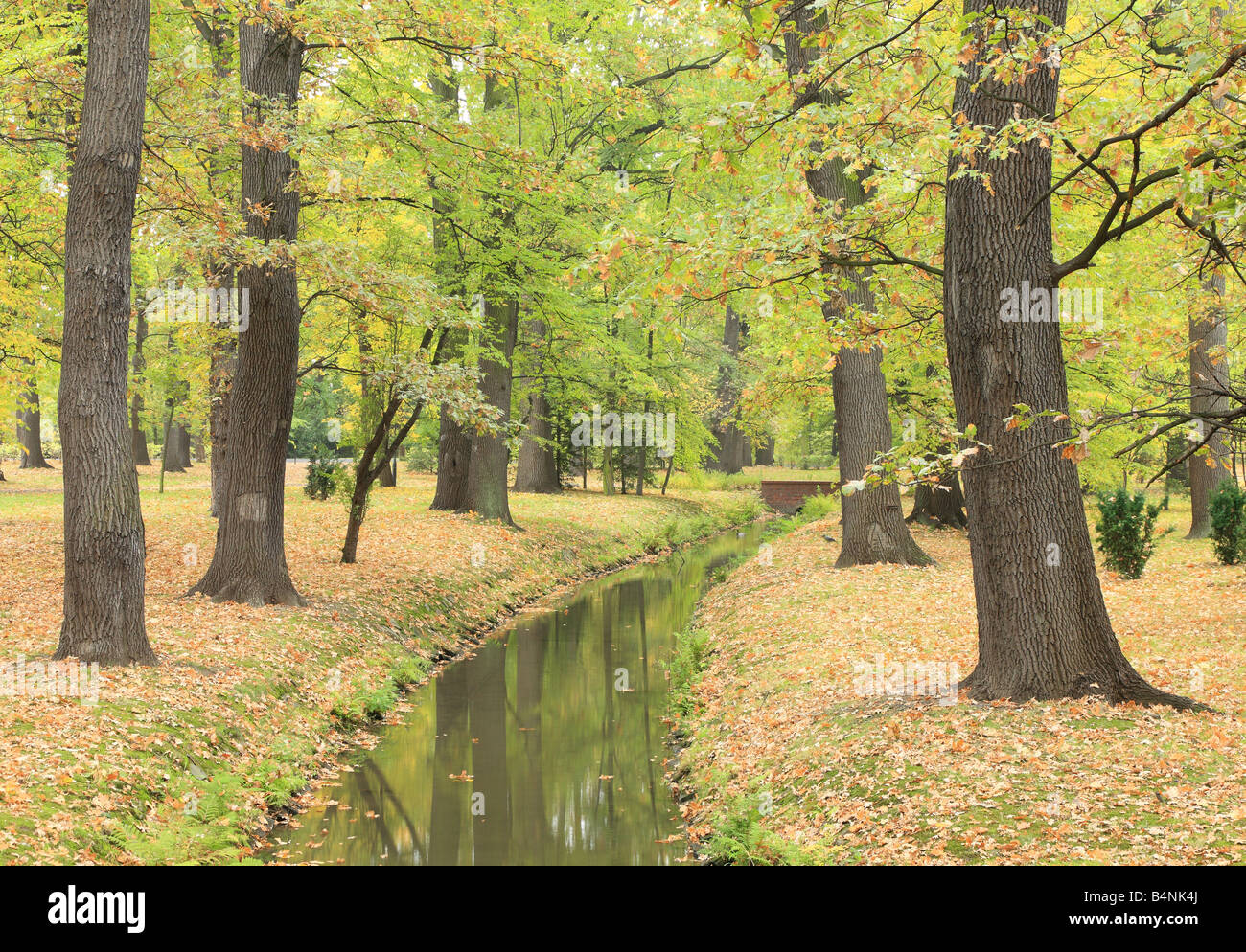 Eichen im Herbst Quercus robur Stockfoto