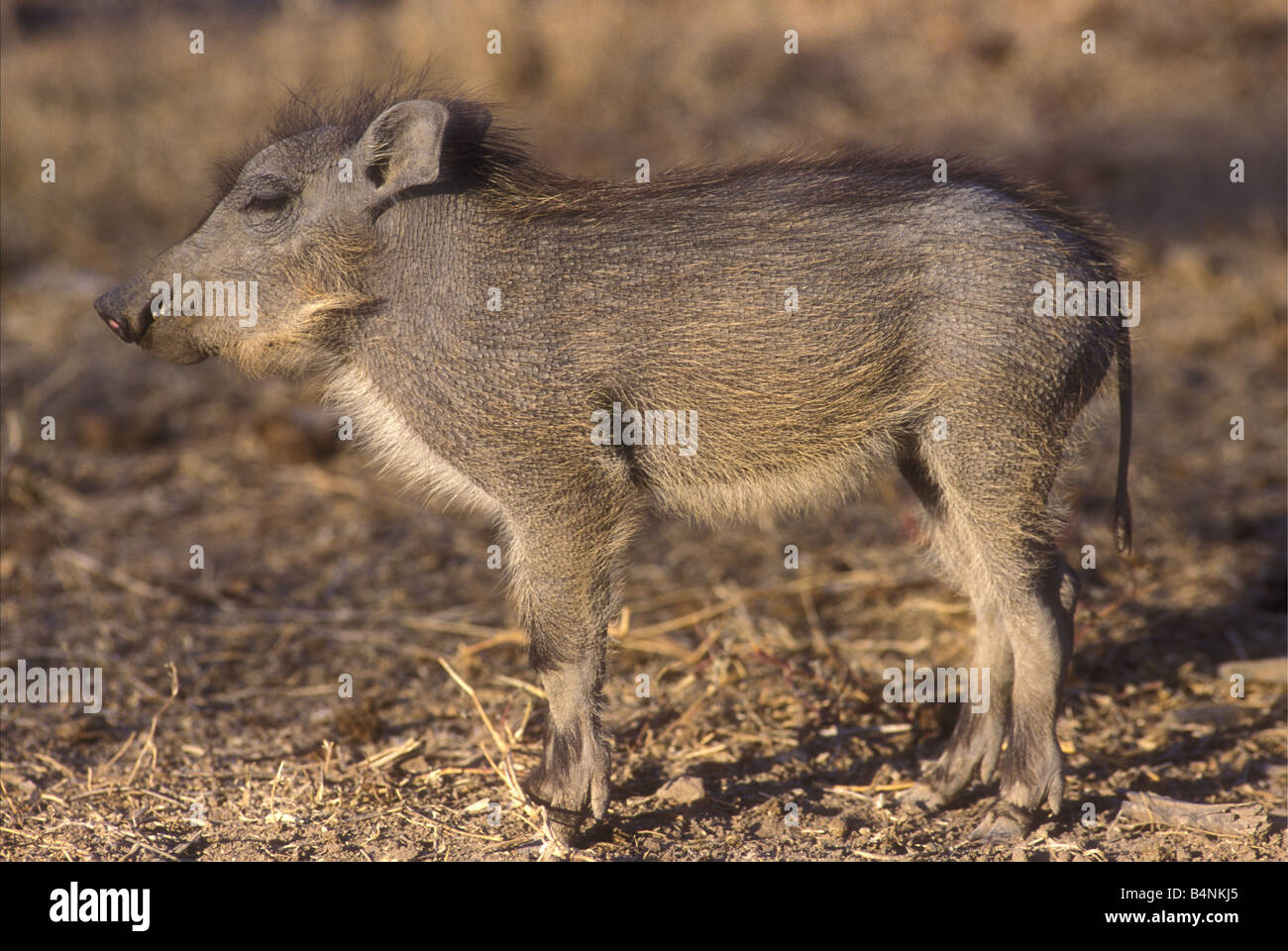 Baby Kleinkind Warzenschwein stehen nach wie vor mit seinen Augen geschlossen PHACOCHOERUS AETHIOPICUS Sweetwaters Reservat Kenia Stockfoto