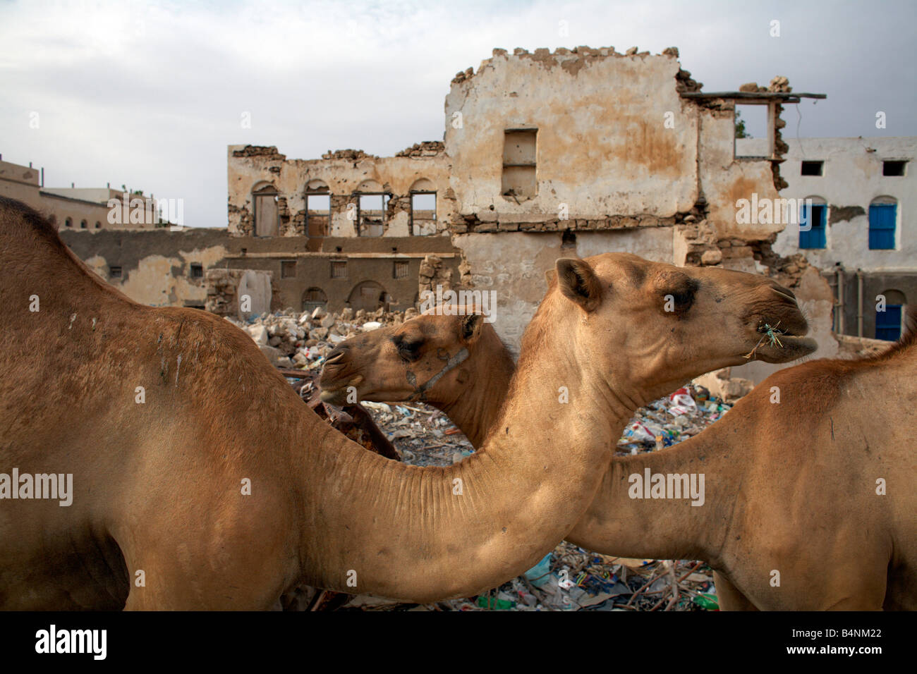Kamele in Nordsomalia Berbera, Somaliland, Stockfoto