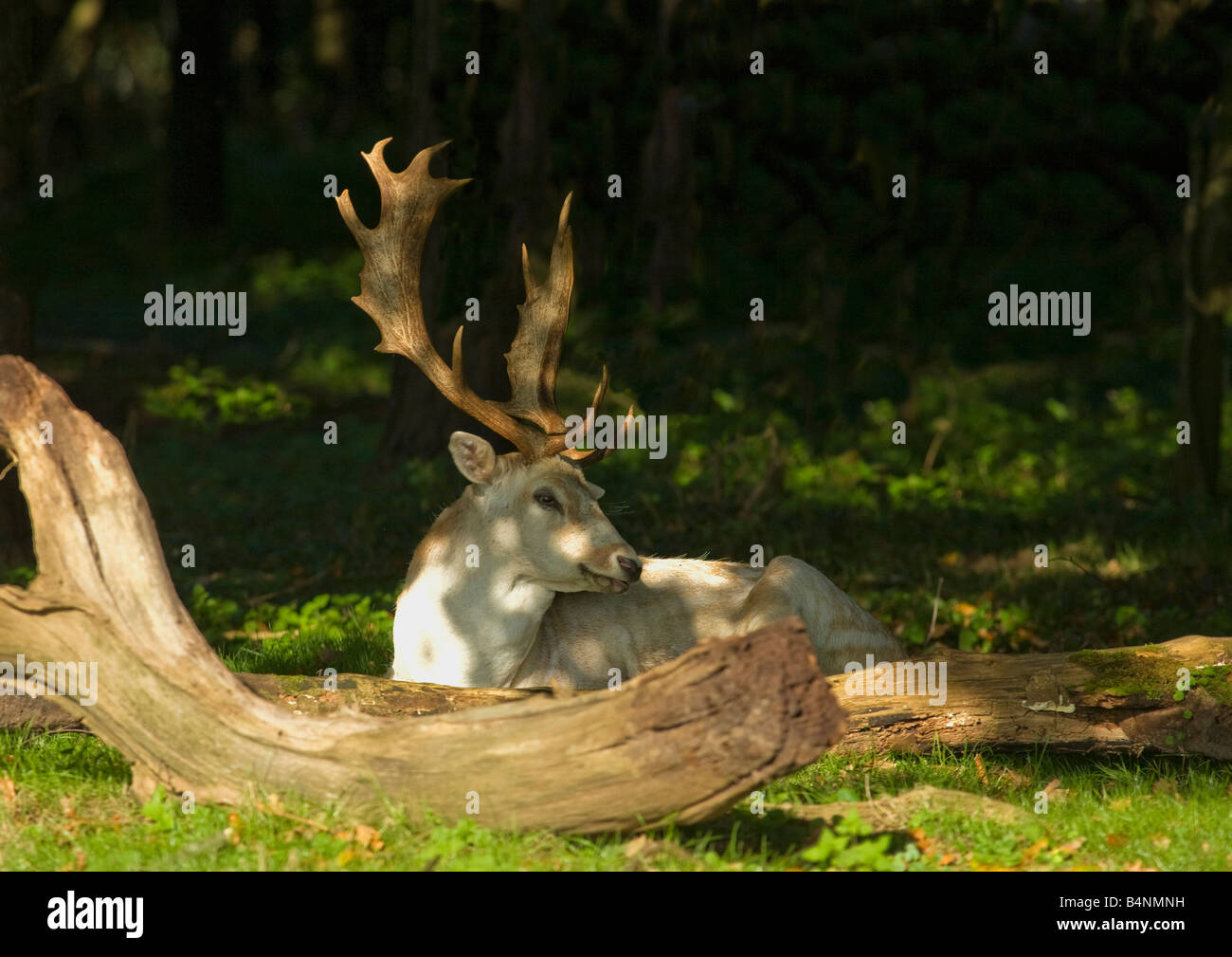 Damwild Buck ruht in Sonne im Wald Shropshire England UK United Kingdom GB Großbritannien britischen Inseln Europa EU Stockfoto