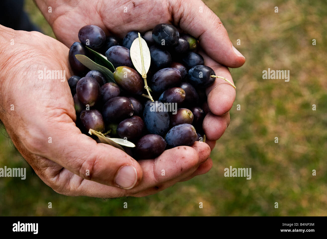 Hände voll frische und Reife schwarze Oliven während der Erntezeit in Umbrien Italien Stockfoto