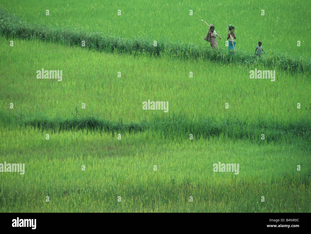 Reisfelder, Madagaskar Stockfoto