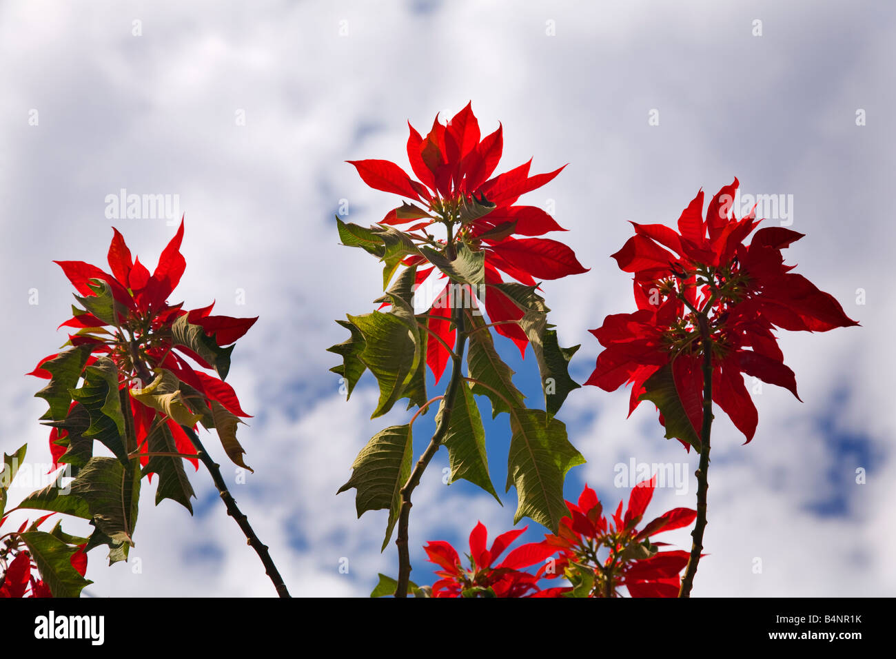 Red Weihnachtsstern Baum Gegen Blauen Himmel Morelia Mexiko