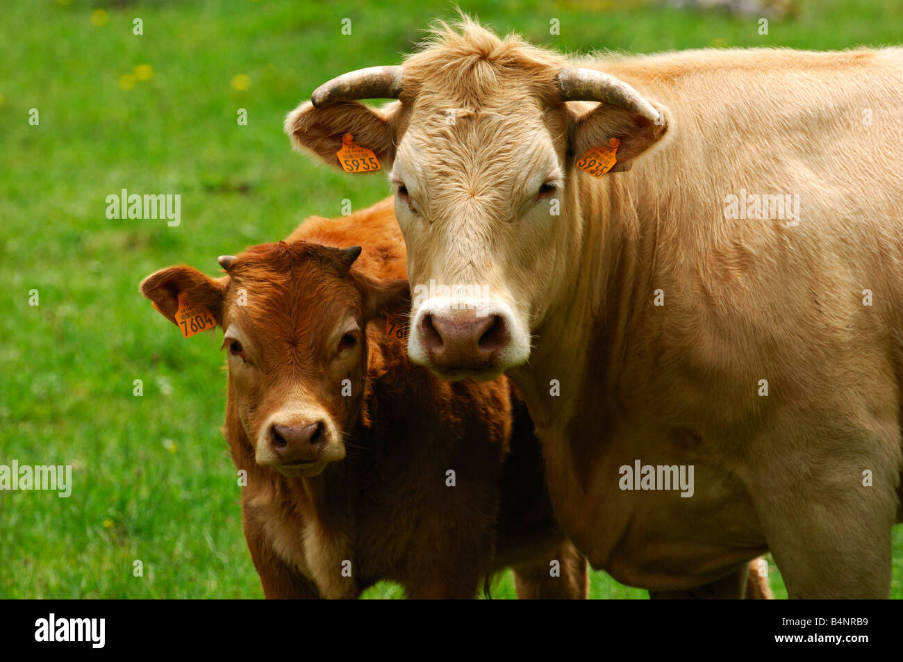Aubrac-Mutterkuh mit Kalb, Aubrac-Rasse Stockfoto