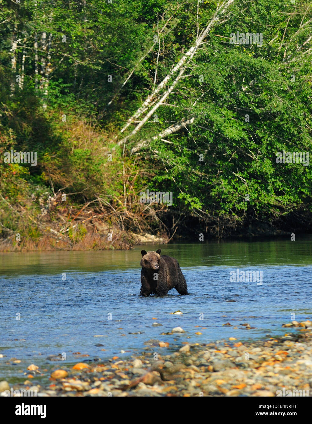 Grizzly Bär am Fluss Chuckwalla, 2008 Stockfoto