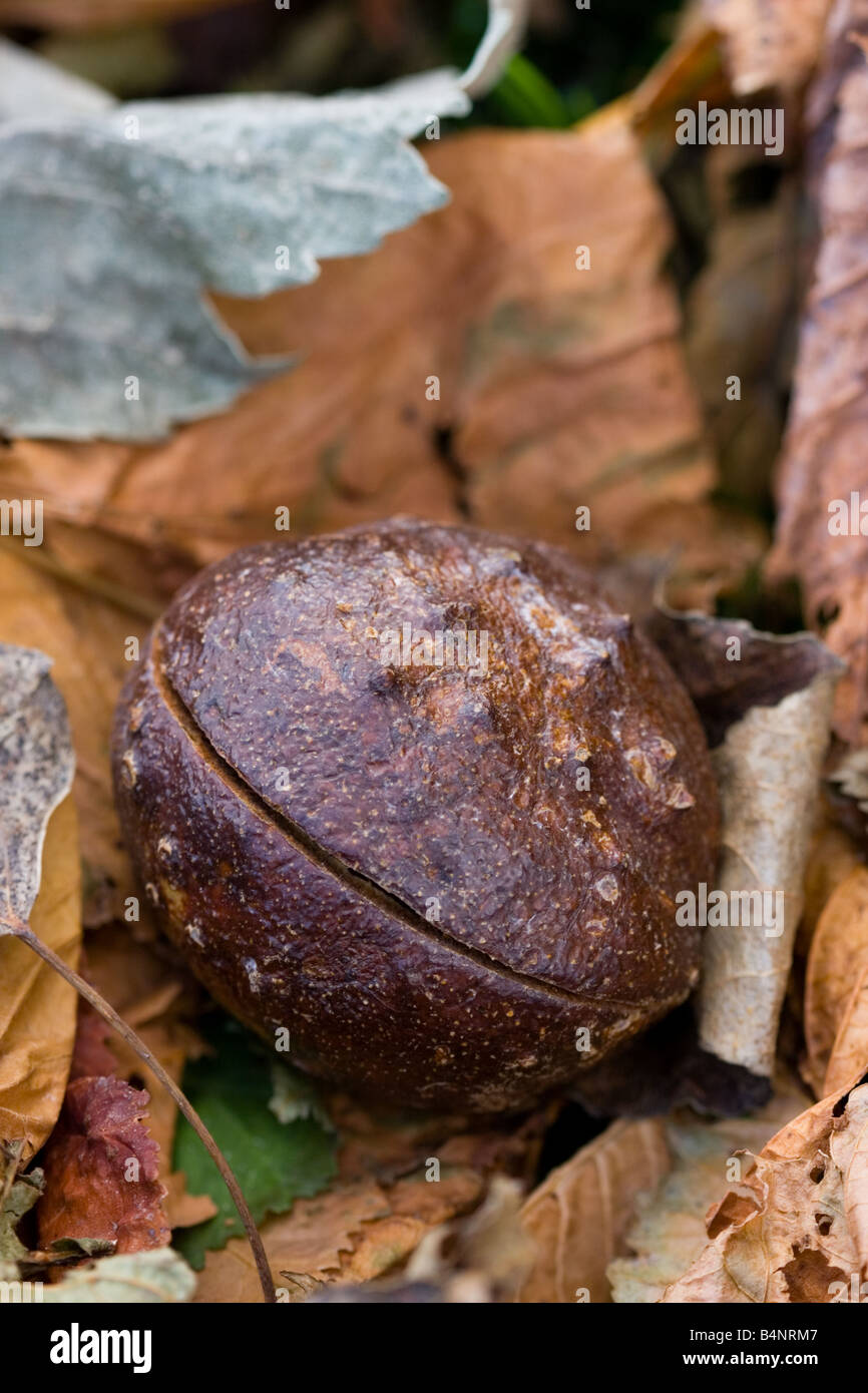 Conker aus Rosskastanie Baum auf Boden mit Herbst Blätter Stockfoto