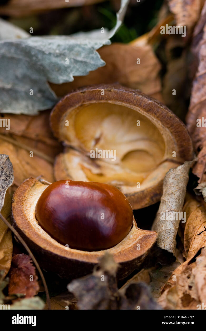 Conker aus Rosskastanie Baum auf Boden mit Herbst Blätter Stockfoto