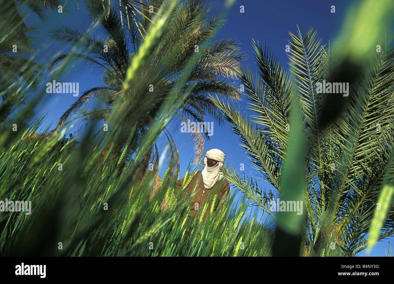Algerien, Djanet. Mann der Tuareg Stamm arbeiten in seinem Garten in der Oase, um Gemüse anzubauen. Wüste Sahara. Stockfoto