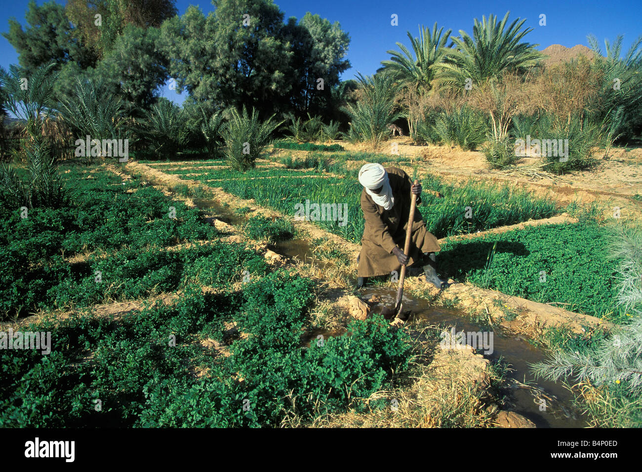 Algerien Mann der Tuareg Stamm arbeiten in seinem Garten in der