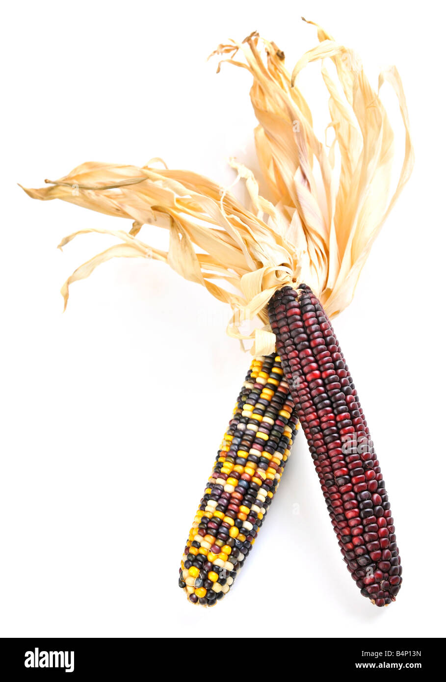 Zwei Maiskolben Mais isoliert auf weißem Hintergrund Stockfoto