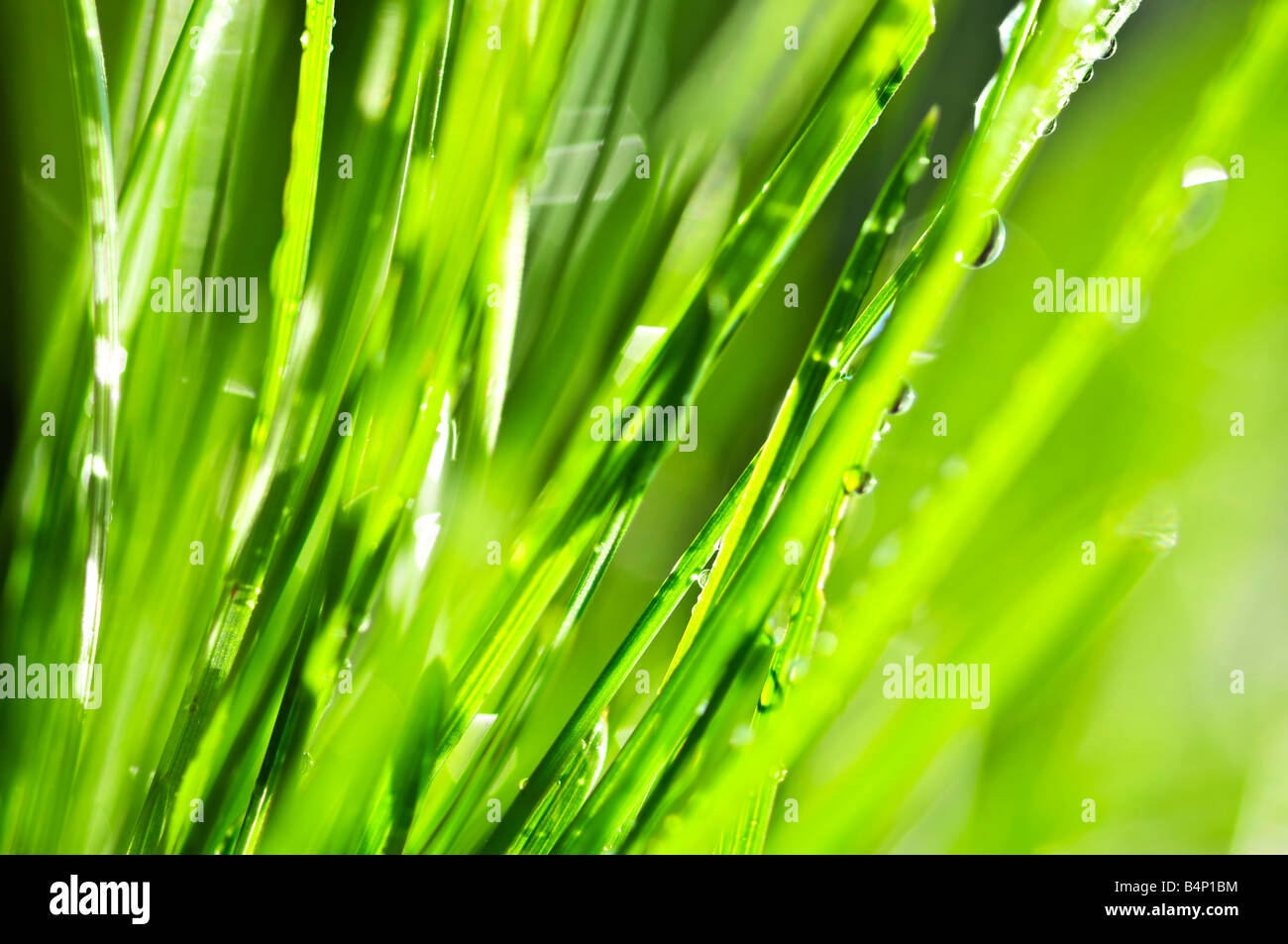 Natürlichen Hintergrund der taufrischen grünen Grashalme hautnah Stockfoto