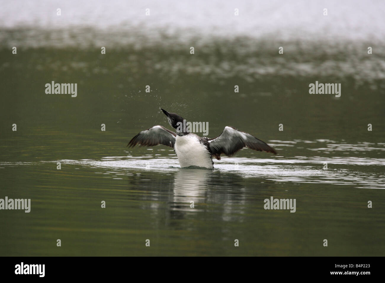 Gemeinsamen Loon, Gavia Immer Uporight sitzen, wie es beginnt, seine Federn in einem See in Manitoba Kanada schütteln Stockfoto