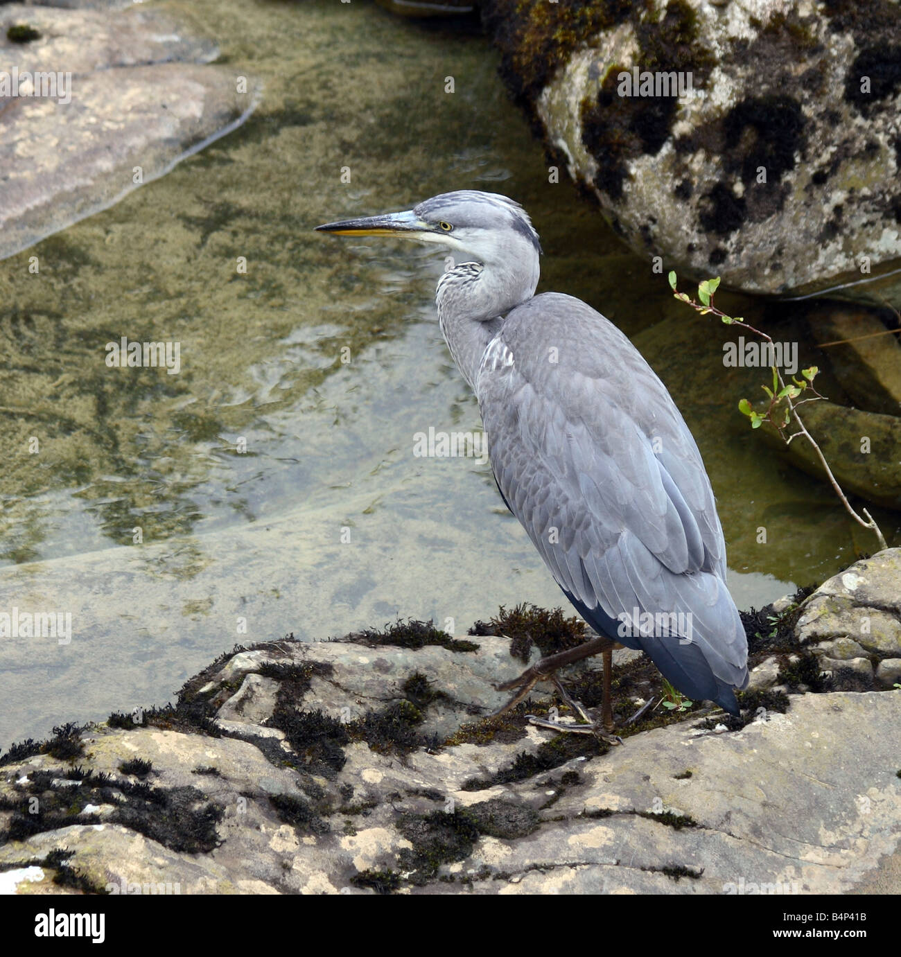 Heron von Wasser Stockfoto