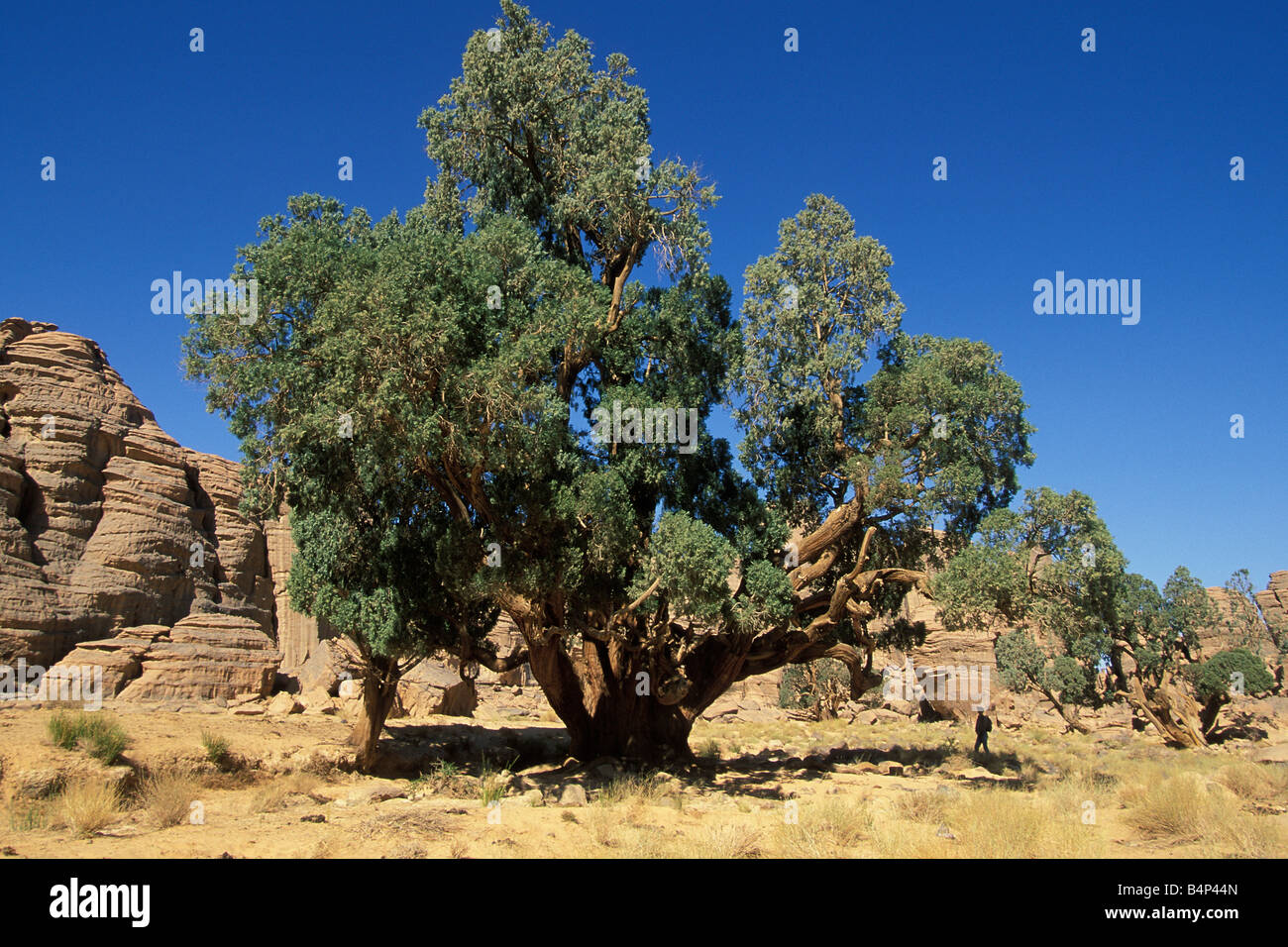 Algerien Djanet Tassili Plateau Cypress tree mehr als 2000 Jahre alten touristischen Blick auf Baum Sahara Wüste Stockfoto