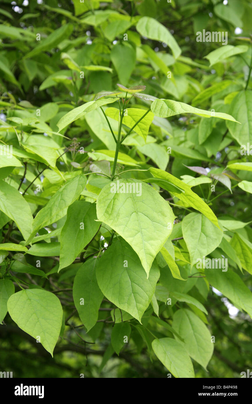 Blätter des nördlichen Catalpa Baums, Catalpa Speciosa, Catalpa, Ost und Nord-USA Stockfoto